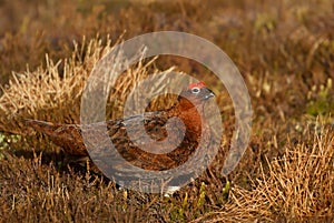 Male red grouse in the field of heather in autumn