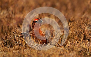 Male red grouse in the field of heather in autumn