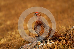 Male Red Grouse in heather moorland, Scotland