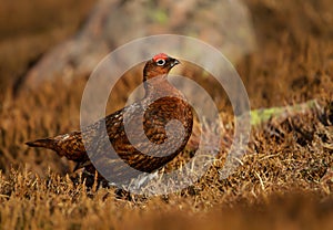 Male Red Grouse in heather moorland, Scotland