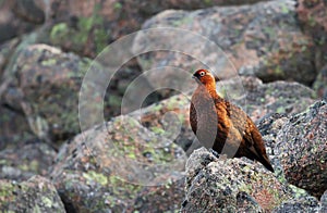 Male red grouse perched on rocks