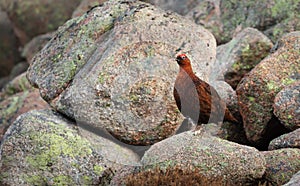 Male red grouse perched on rocks