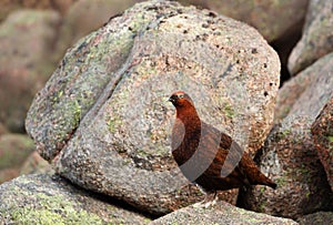 Male red grouse perched on rocks