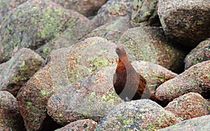 Male red grouse perched on rocks