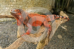 The male red iguana spending time in the tree looking for female iguana. Iguana - close up detail of an iguana camouflaged in