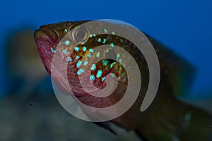 Male Red Jewel Cichlid Fish