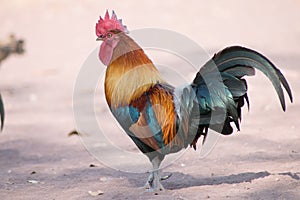 Male Red junglefowl