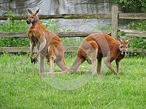 Male Red Kangaroos
