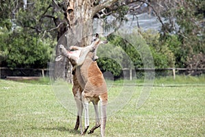 The male red kangaroos body is a shade of red fur his head is grey with a white muzzle and a black nose, they are the tallest