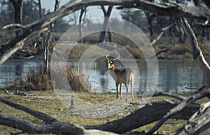 Male of red lechwe gazelle (Kobus leche), Botswana