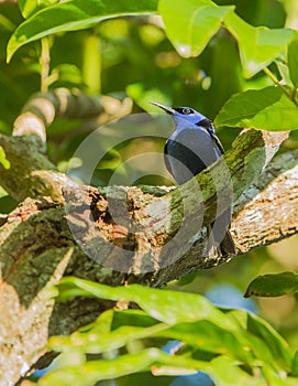 Male Red-legged Honeycreeper