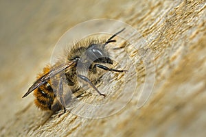 Samec zedník včela 