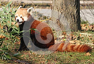 Male Red Panda nibbling on Bamboo