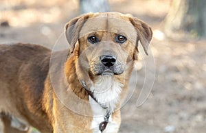 Male red retriever mix dog outside on leash