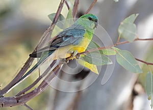 Male red rumped parrot