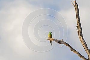 Male Red rumped Parrot bird (Grass Parrot) in green and yellow c