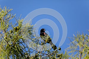 Male red-wing blackbird Agelaius phoeniceus perches on the tall reeds