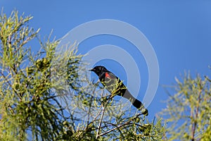 Male red-wing blackbird Agelaius phoeniceus perches on the tall reeds