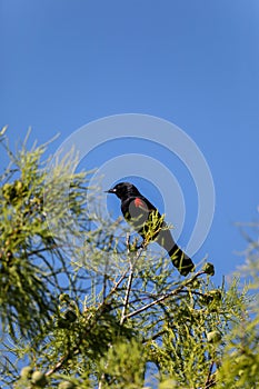 Male red-wing blackbird Agelaius phoeniceus perches on the tall reeds