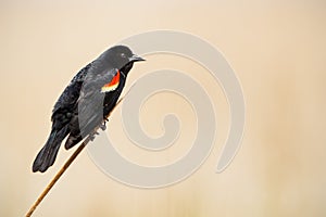 A male red winged back bird in breeding plumage on a reed