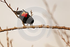 A male Red Winged Black bird perched on a branch