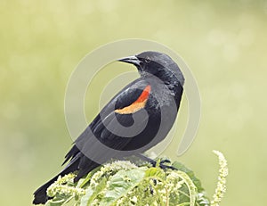 Male Red-winged Blackbird