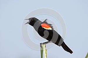 Male Red Winged Blackbird.