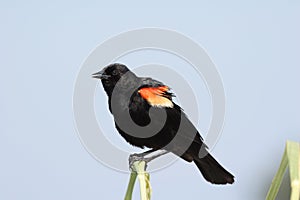 Male Red Winged Blackbird.