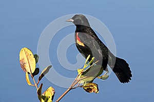 Male Red-winged Blackbird