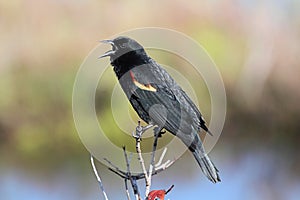 Male Red-winged Blackbird