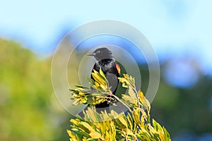 Male Red-winged Blackbird