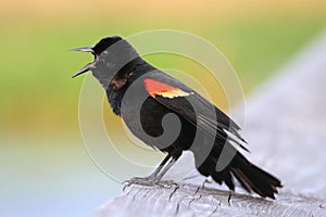 Male Red-winged Blackbird