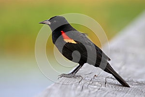 Male Red-winged Blackbird photo