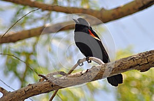 Male Red-Winged Blackbird