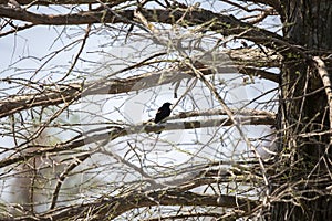 Male Red-Winged Blackbird