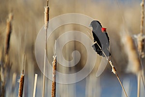 Male Red-winged Blackbird