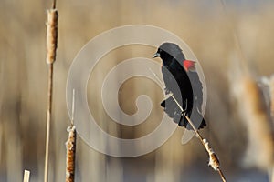 Male Red-winged Blackbird