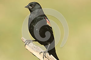Male Red-winged Blackbird Agelaius phoeniceus