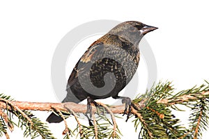 Male Red-winged Blackbird Agelaius phoeniceus