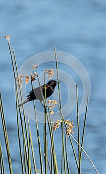 Male red winged blackbird Agelaius phoeniceus