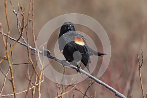 Male  red-winged blackbird Agelaius phoeniceus