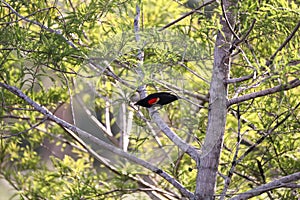 Male Red winged blackbird Agelaius phoeniceus