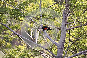 Male Red winged blackbird Agelaius phoeniceus