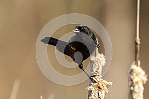 A male red winged blackbird Agelaius phoeniceus