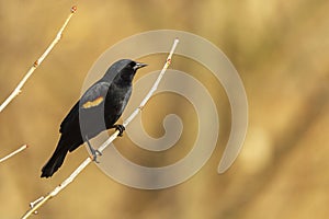 A male red winged blackbird Agelaius phoeniceus