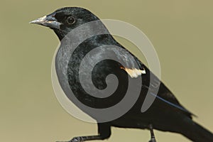 Male Red-winged Blackbird (Agelaius phoeniceus)