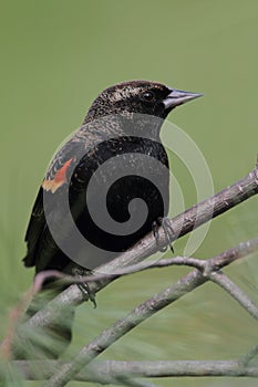 Male Red-winged Blackbird Agelaius phoeniceus