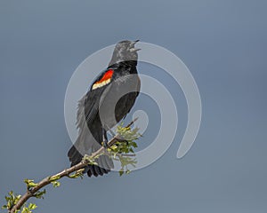 Male Red-winged Blackbird Agelaius phoeniceus calling