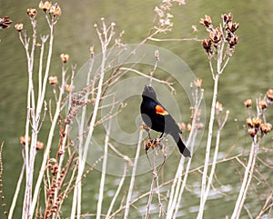 Male red-winged blackbird, Agelaius phoeniceus, by the edge of the water photo