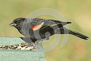 Male Red-winged Blackbird Agelaius phoeniceus